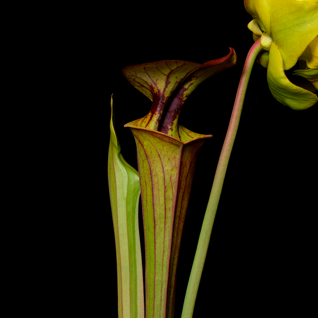 Sarracenia flava var. cuprea