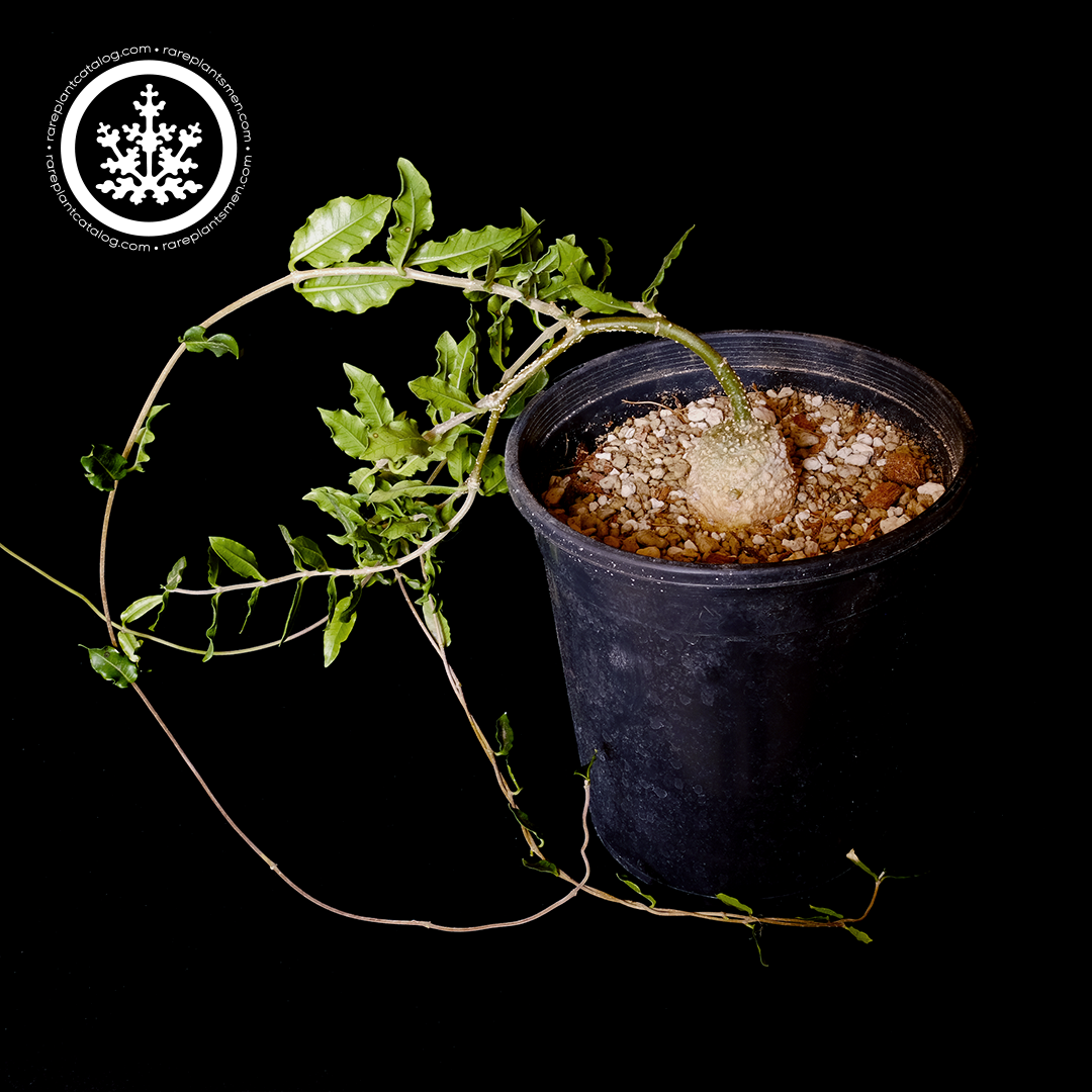 Fockea edulis