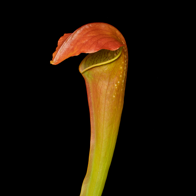 Sarracenia x 'Frogman'