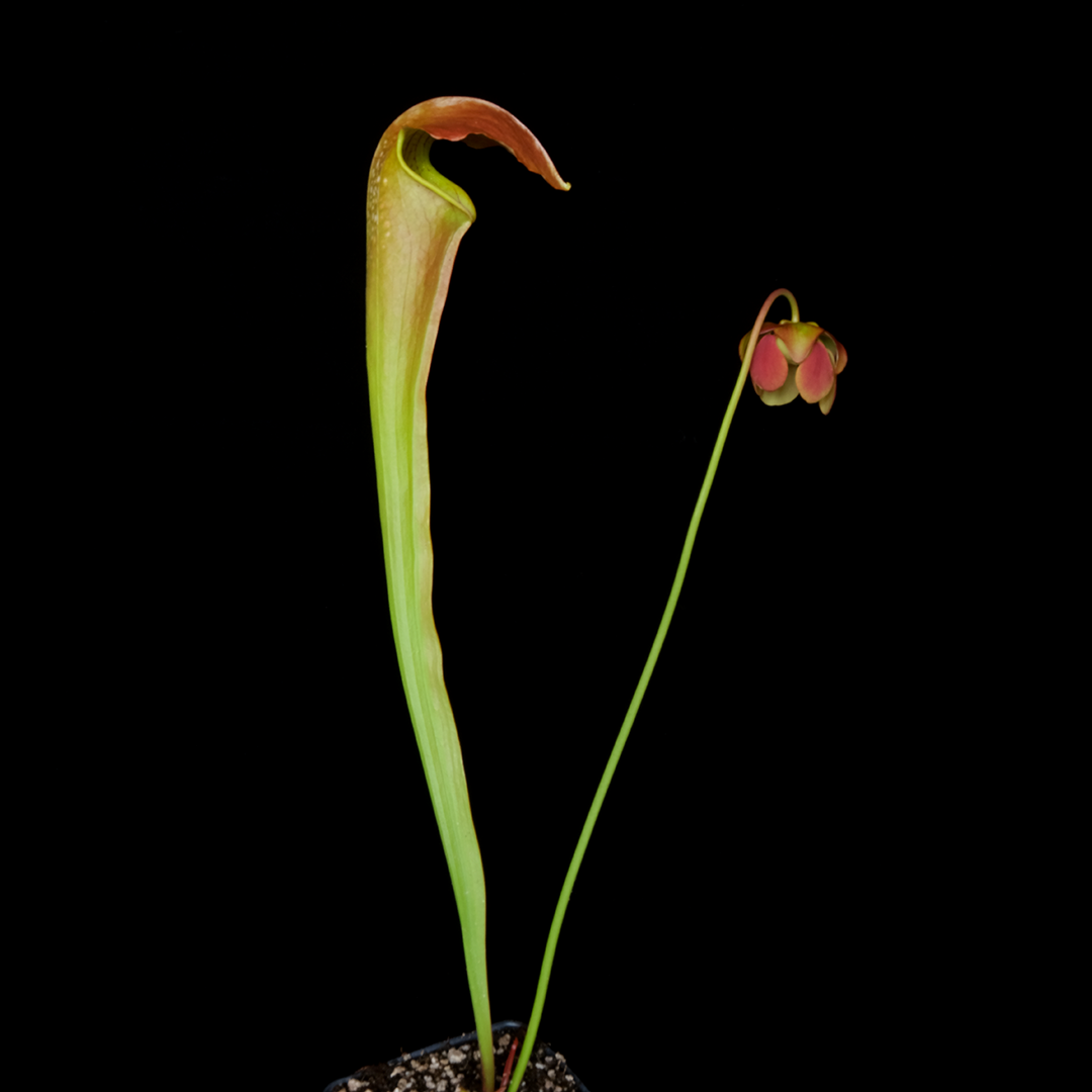 Sarracenia x 'Frogman'
