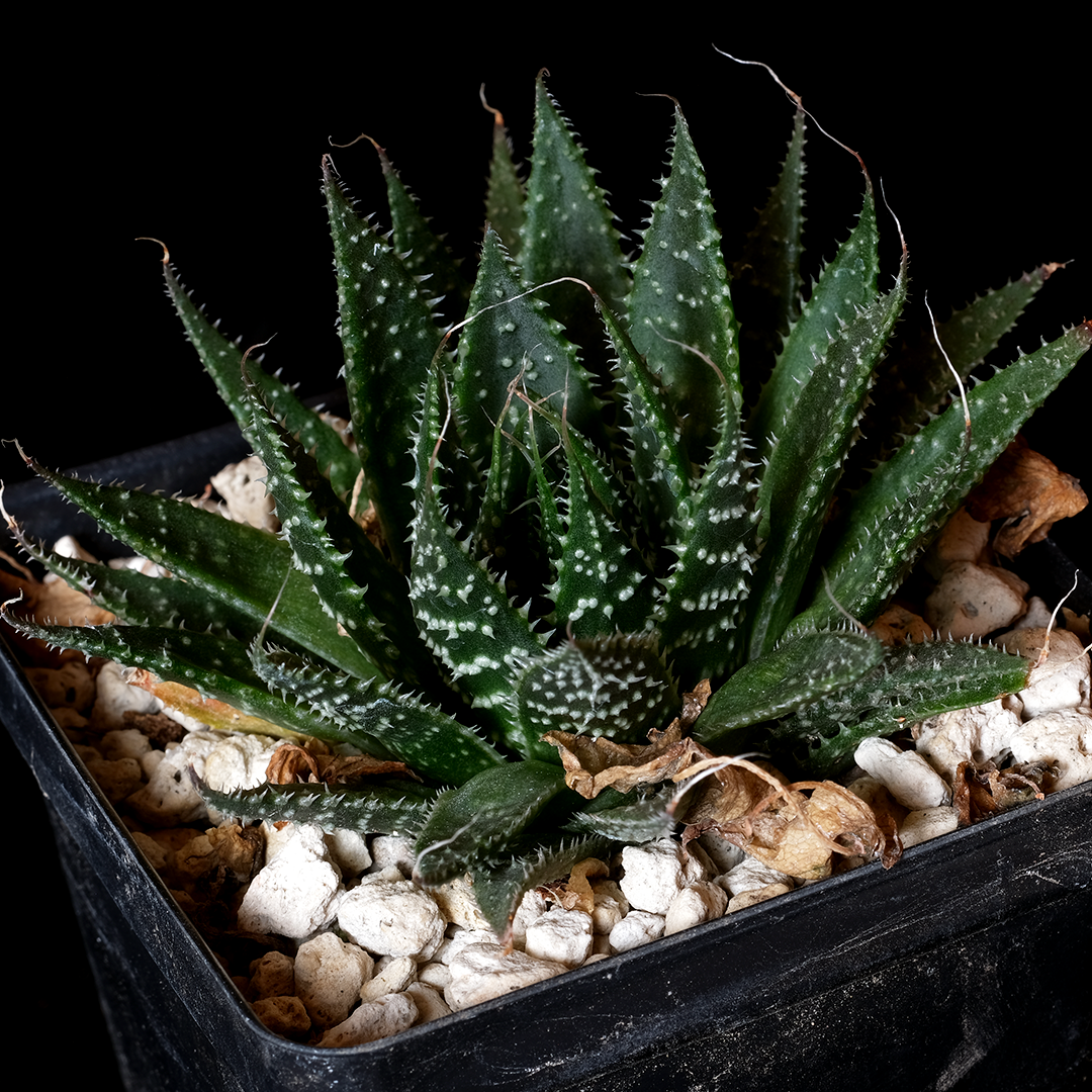 Aristaloe aristata