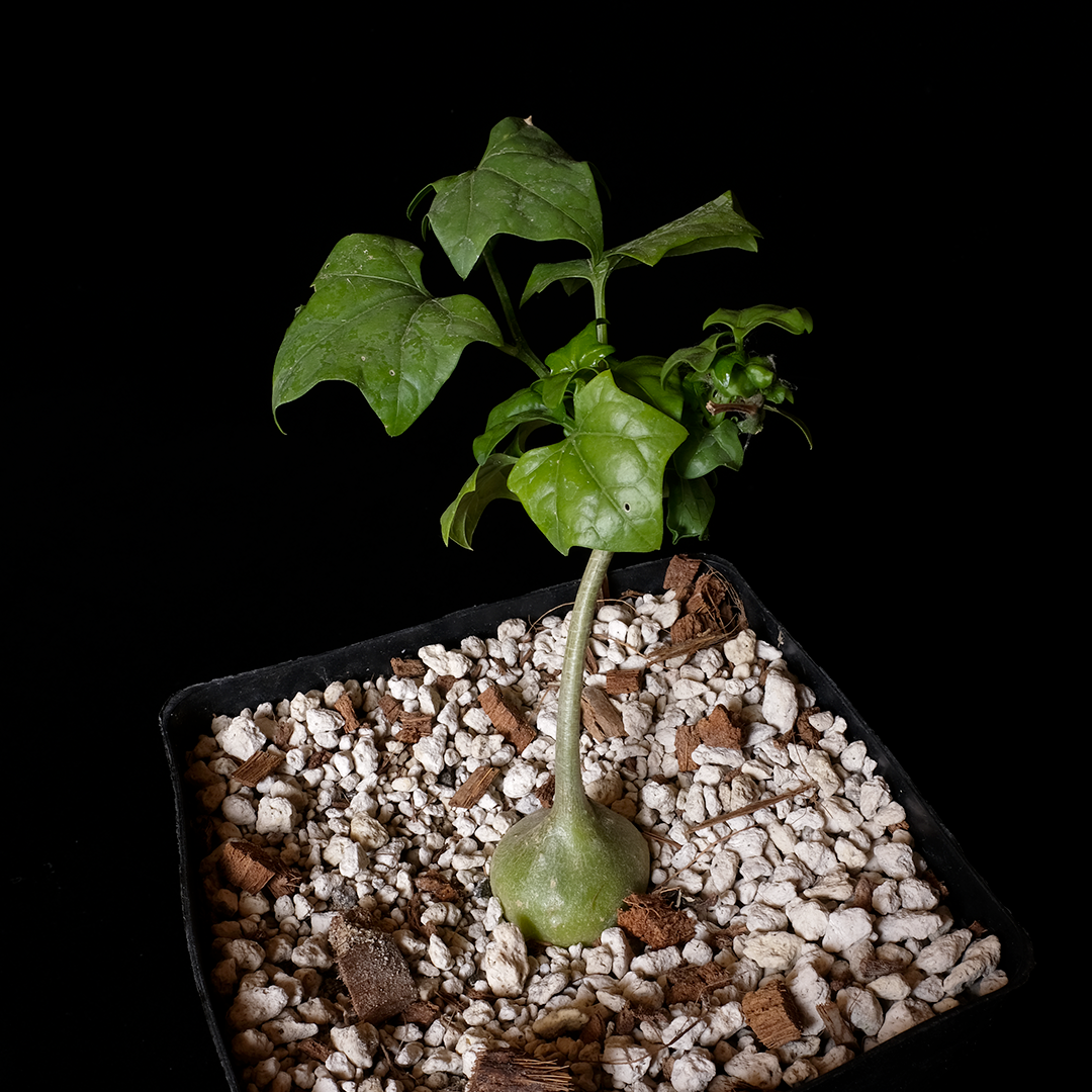 Gerrardanthus macrorhizus