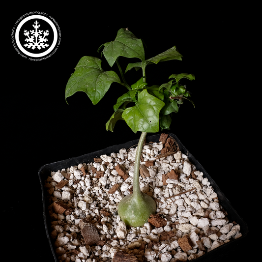 Gerrardanthus macrorrhizus