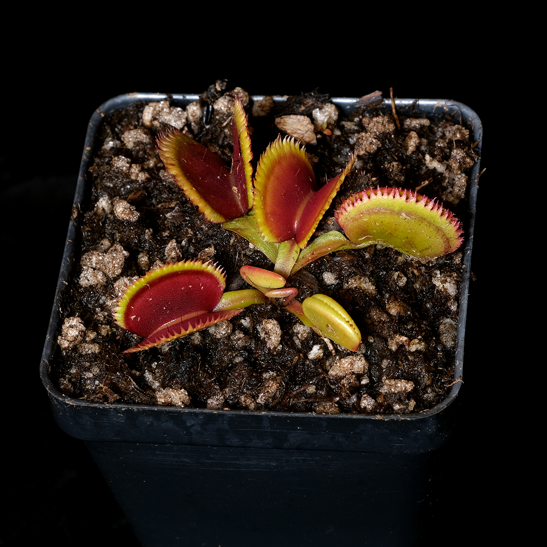 Dionaea muscipula 'Giant Clam'