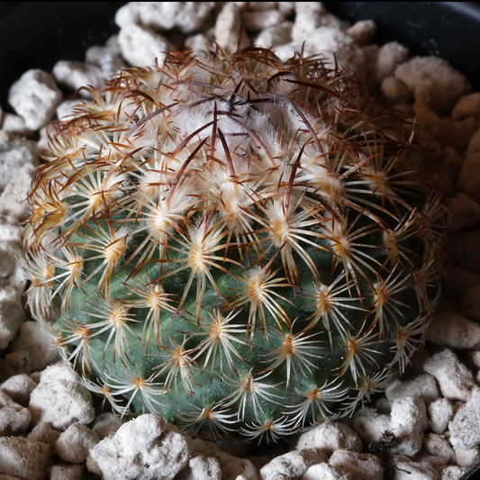 Gymnocactus ysabelae