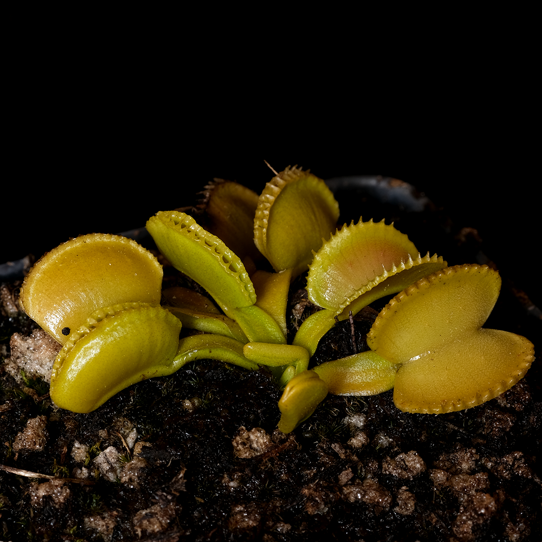 Dionaea muscipula 'Green Wizard'