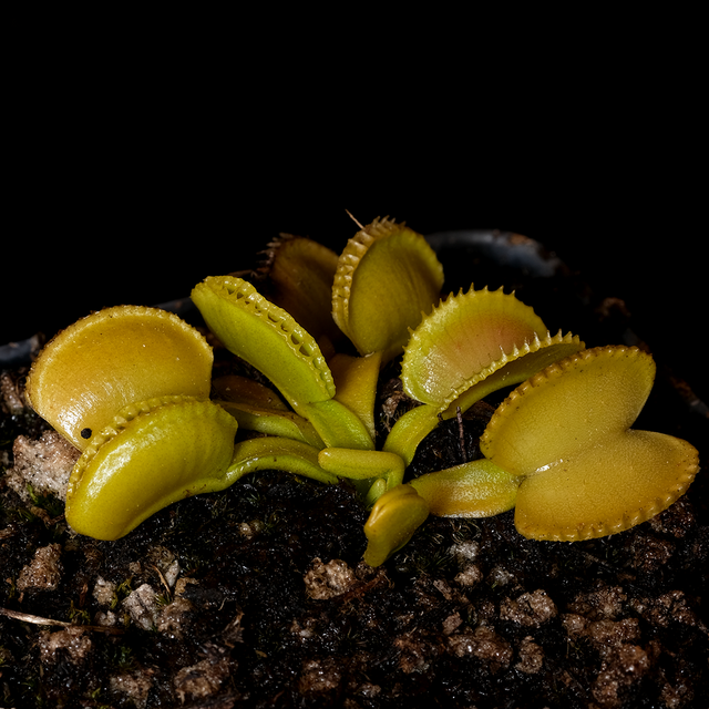 Dionaea muscipula 'Green Wizard'