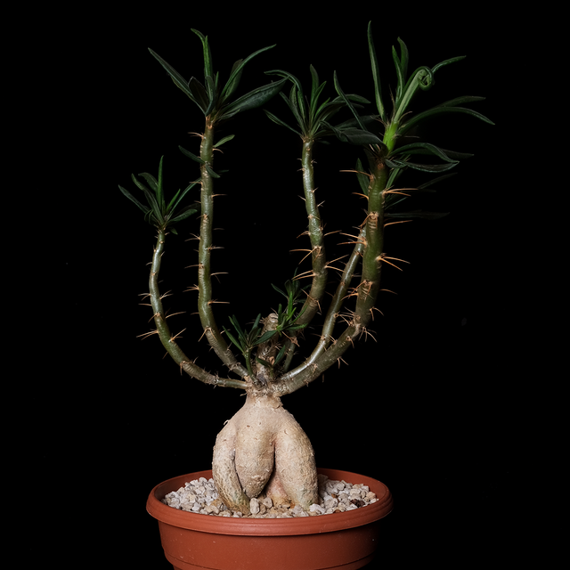 Pachypodium griquense specimen #2