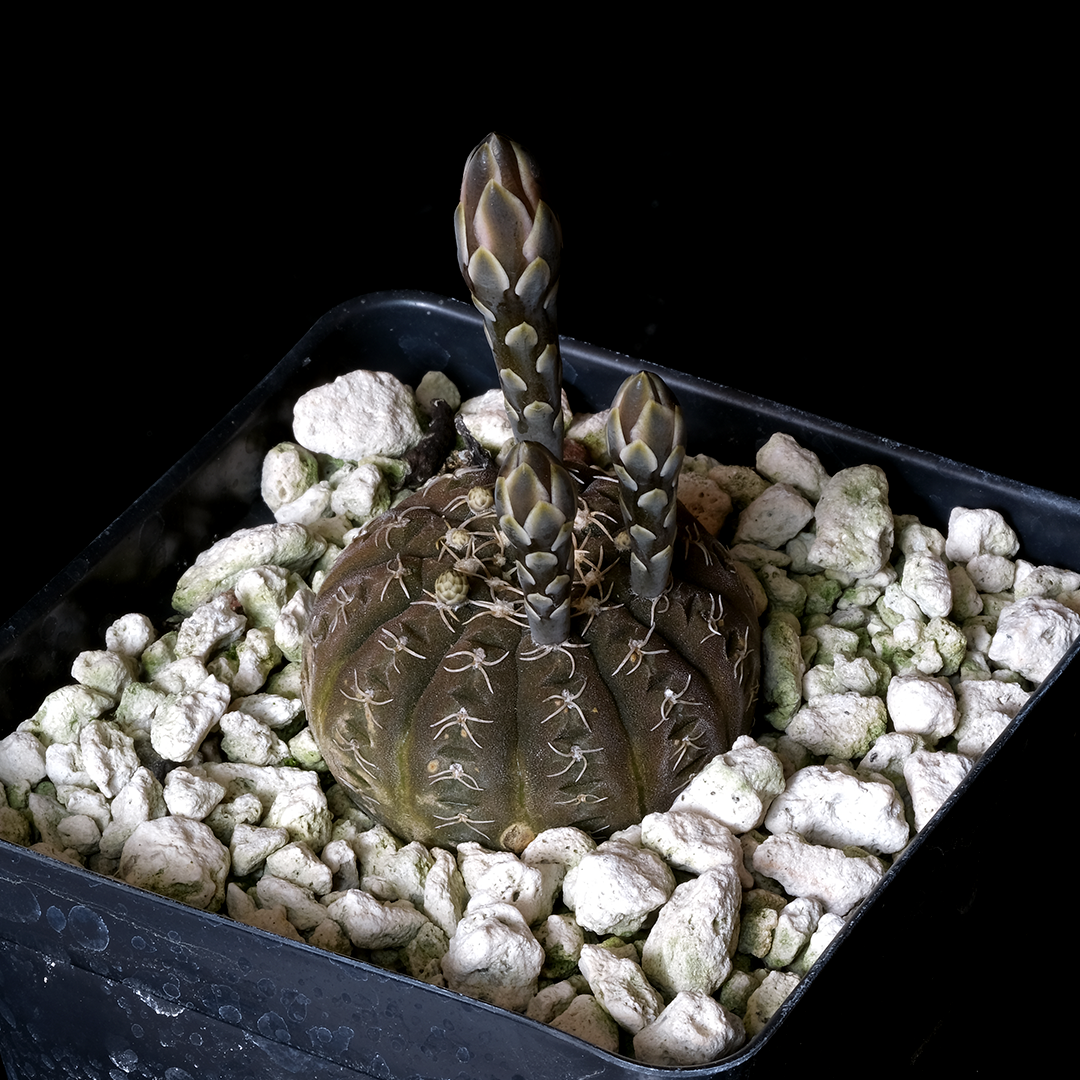 Gymnocalycium ragonesei