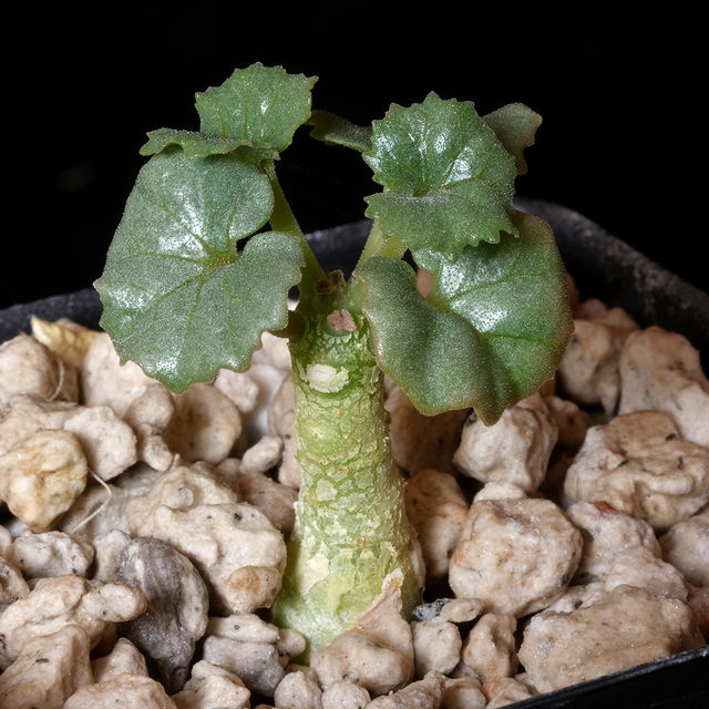 Dorstenia gypsophila