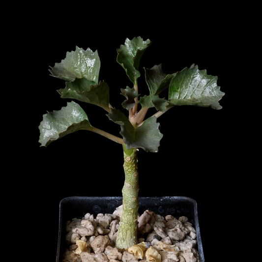 Dorstenia gypsophila