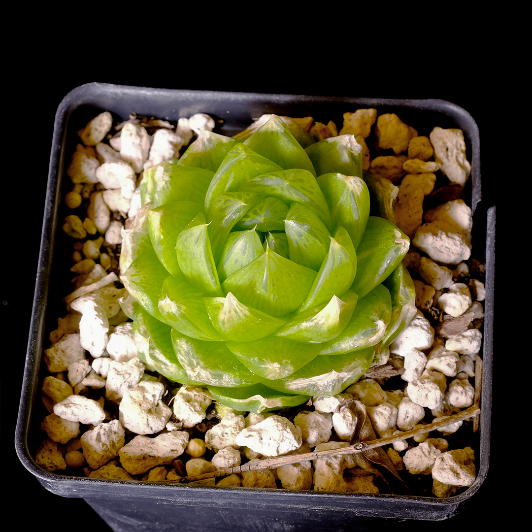 Haworthia cymbiformis