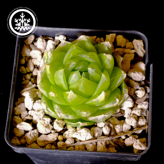 Haworthia cymbiformis