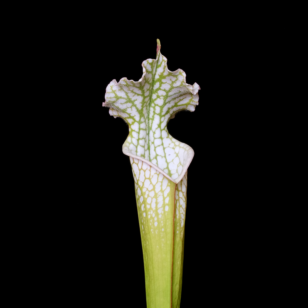 Sarracenia leucophylla 'Hurricane Creek White Clone 2'