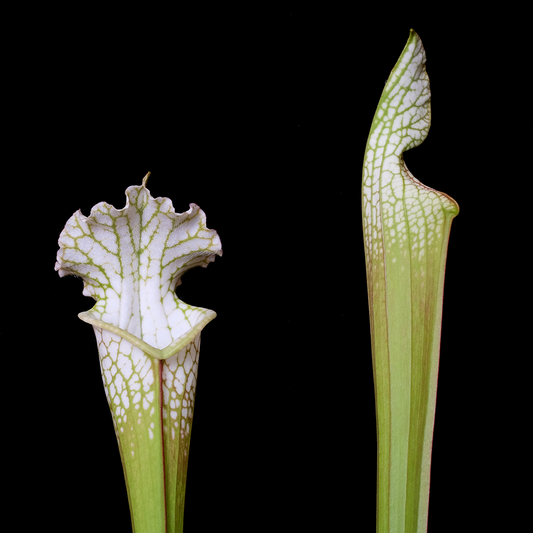Sarracenia leucophylla 'HCW'