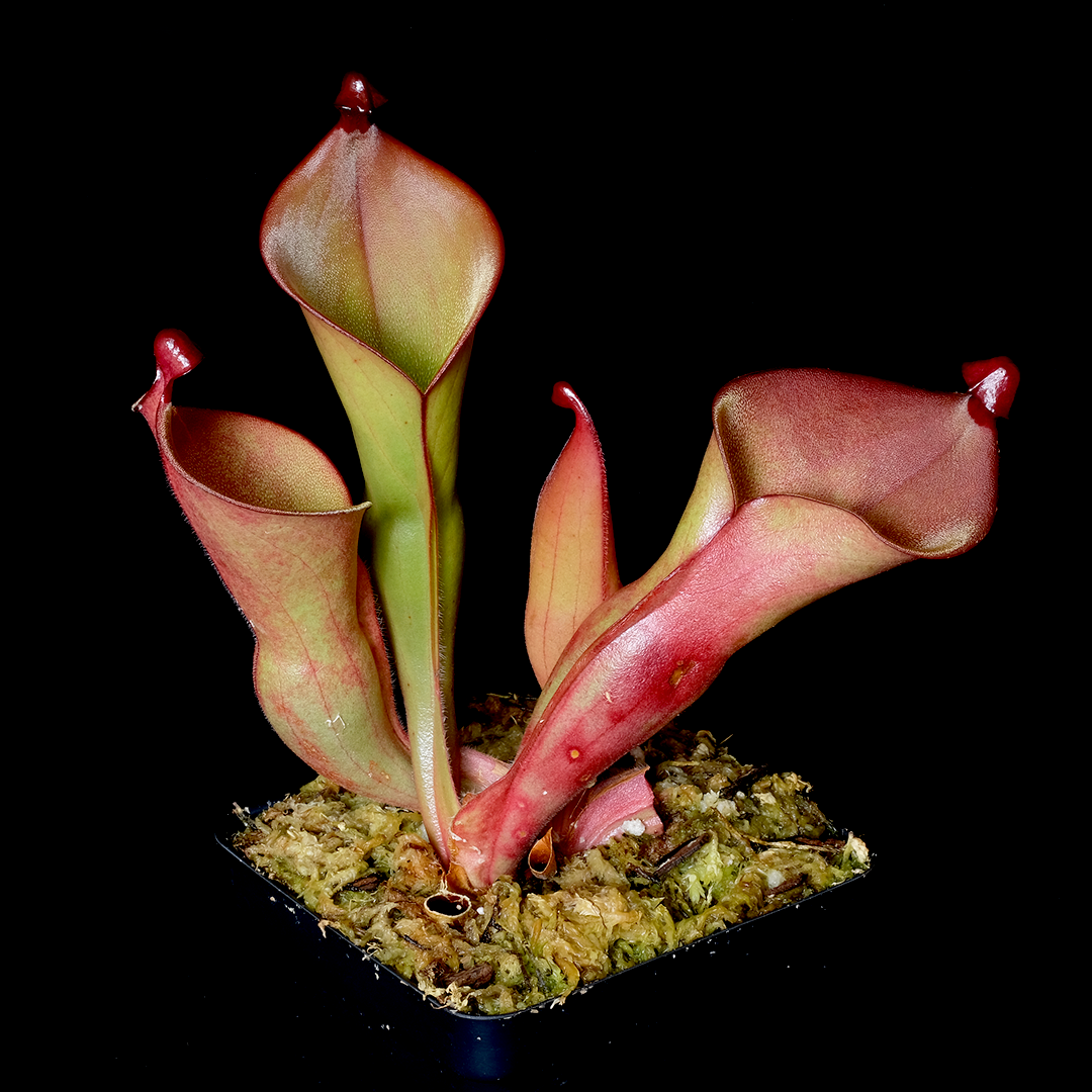 Heliamphora heterodoxa "Gran Sabana"