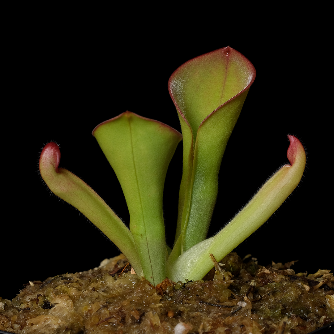 Heliamphora exappendiculata (Araopan Tepui)