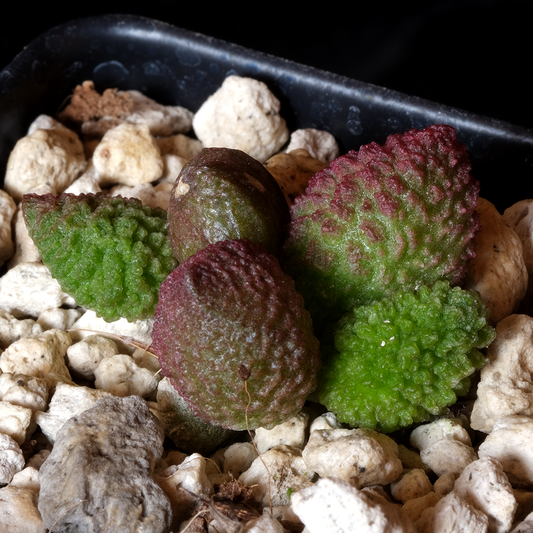 Adromischus marianiae ssp. herrei