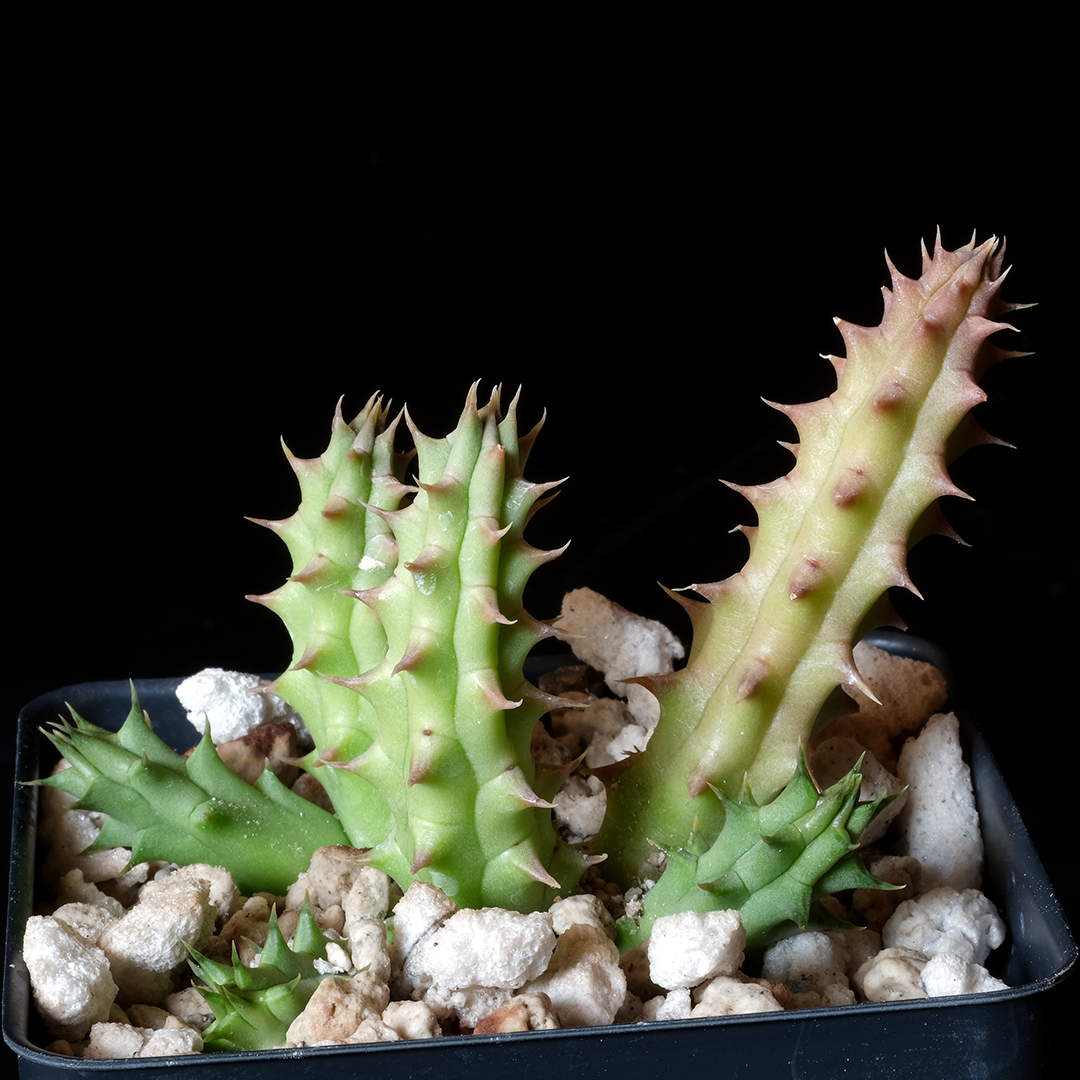 Huernia penzigii