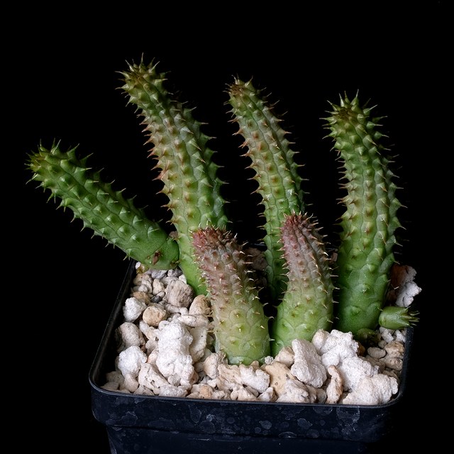 Huernia schneideriana (Clone 1)