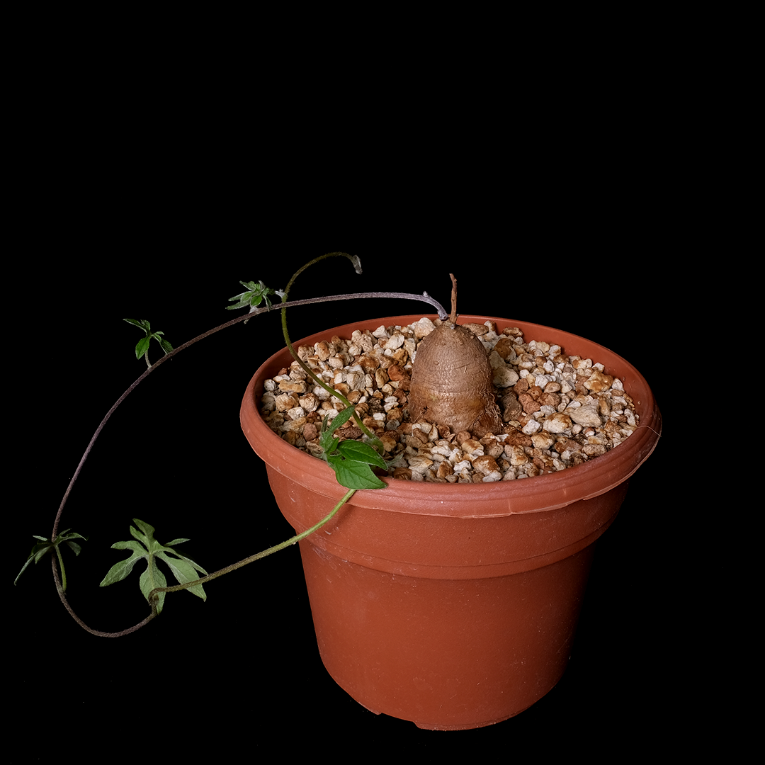 Ipomoea pubescens