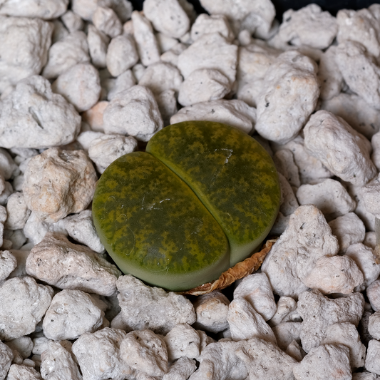 Lithops aucampiae ‘Jackson’s Jade’