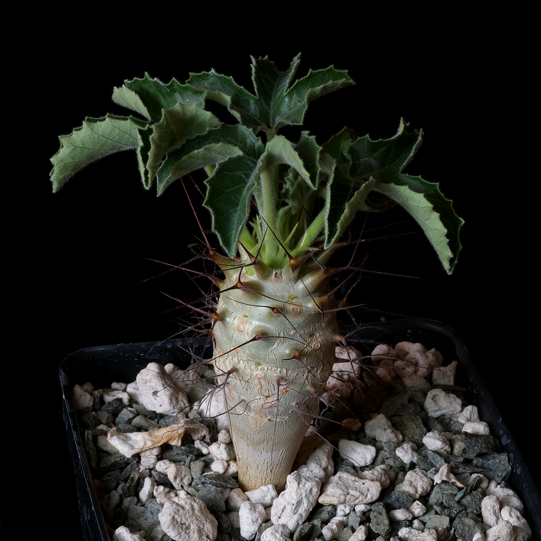 Jatropha fissispina