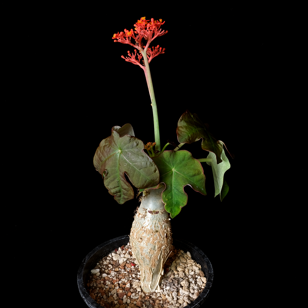 Jatropha podagrica