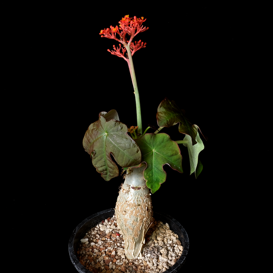 Jatropha podagrica