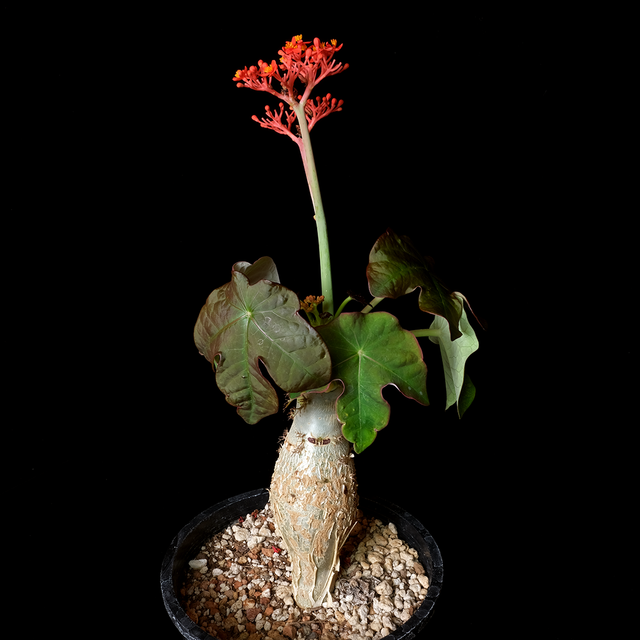 Jatropha podagrica