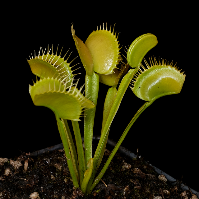Dionaea muscipula 'Justina Davis'