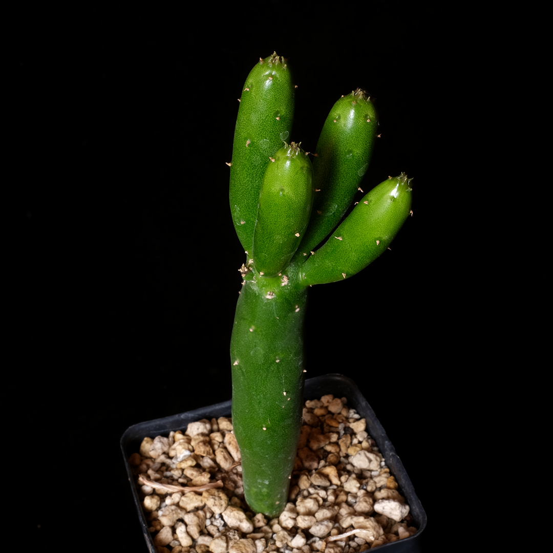 Kleinia obesa