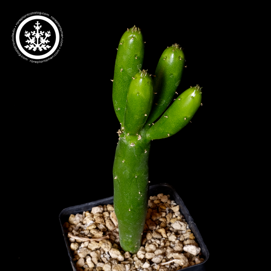 Kleinia obesa