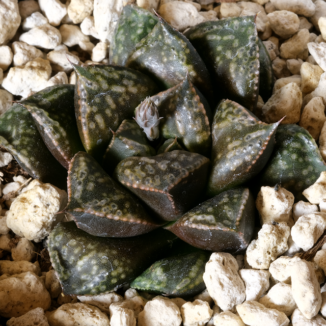 Haworthia 