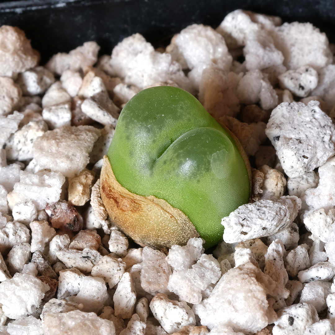 Conophytum maughanii ssp. latum SB1495