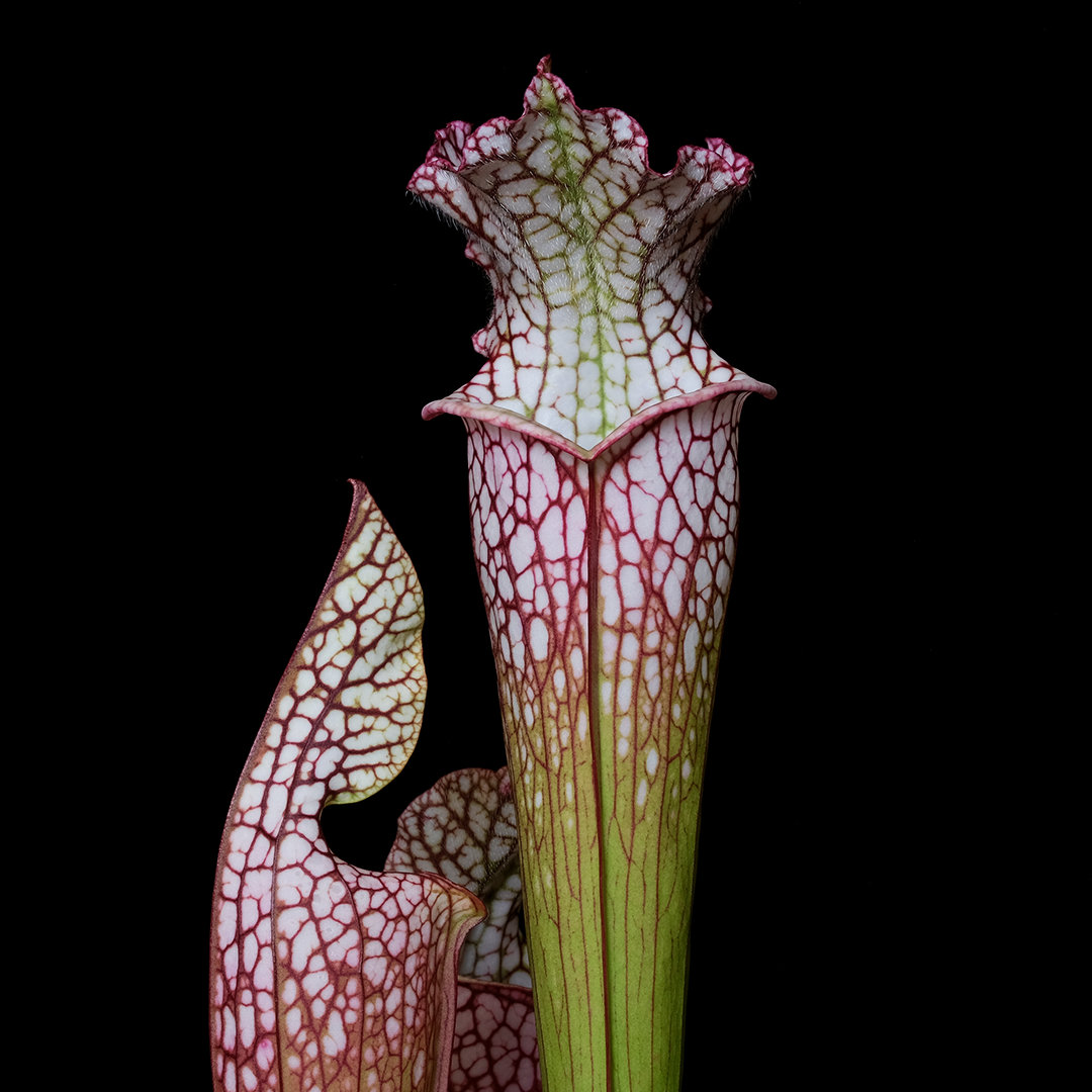 Sarracenia leucophylla B2007.108 Extinct Georgia Population