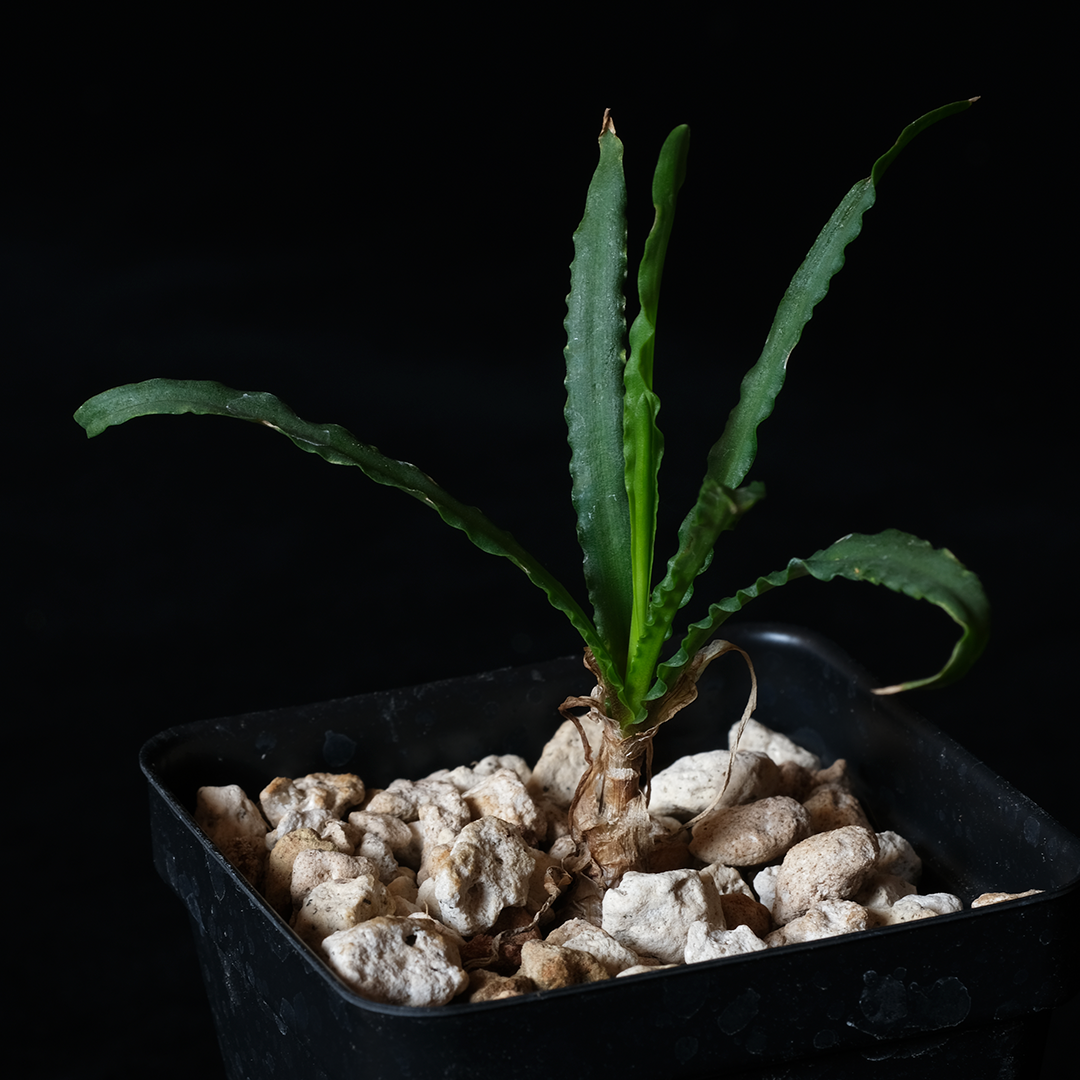 Ledebouria crispa