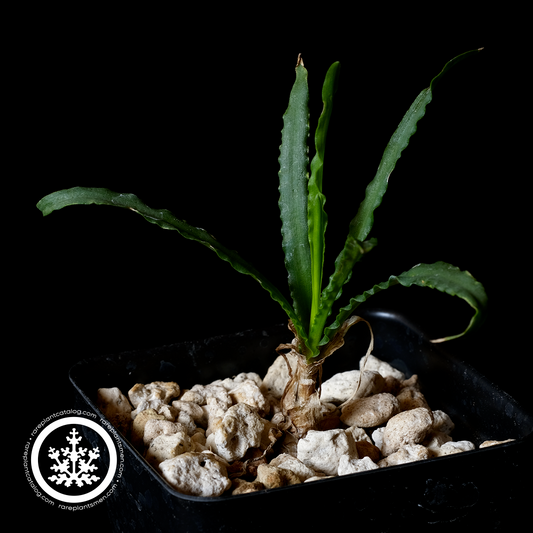 Ledebouria crispa