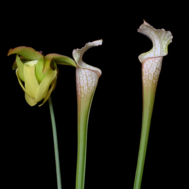 Sarracenia leucophylla var. alba