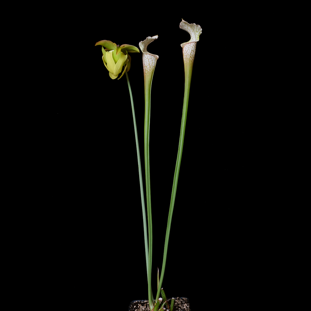 Sarracenia leucophylla var. alba