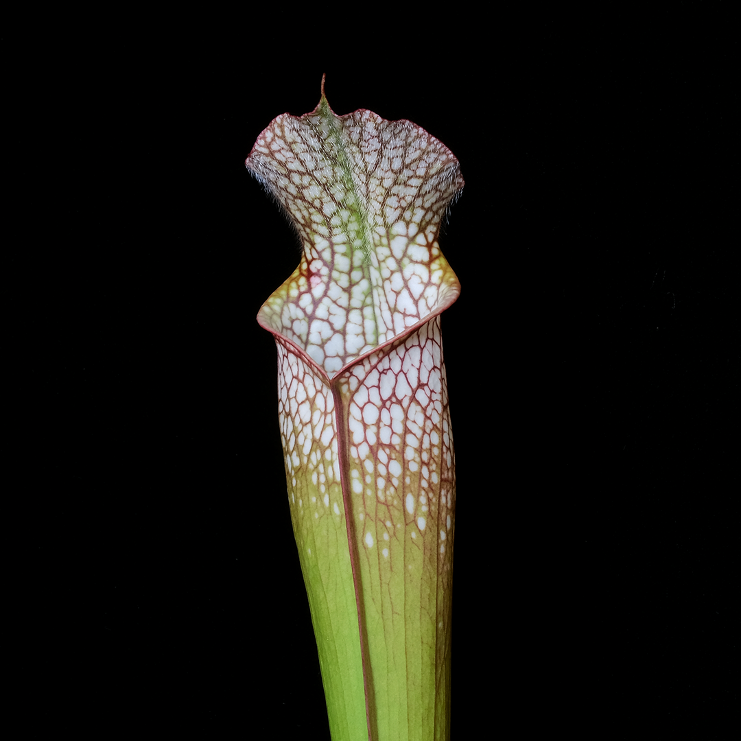 Sarracenia leucophylla Crestview, Florida