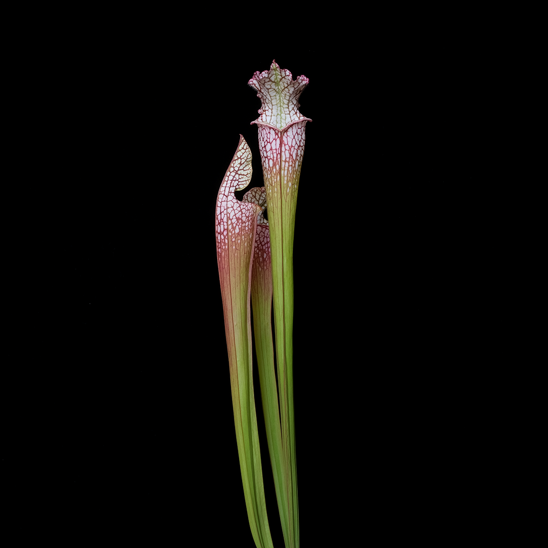 Sarracenia leucophylla B2007.108 Extinct Georgia Population