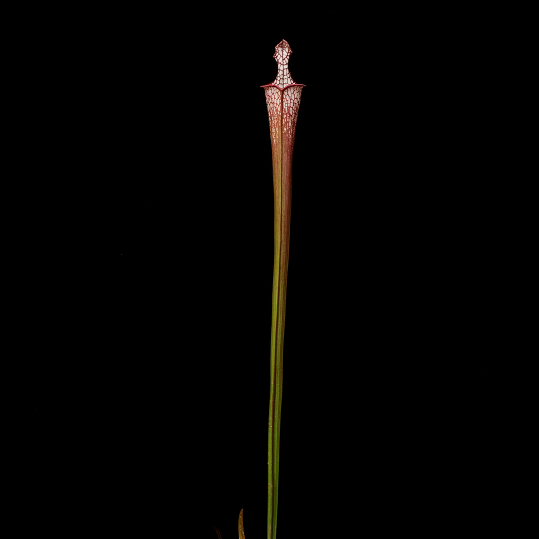 Sarracenia leucophylla 'Bris'