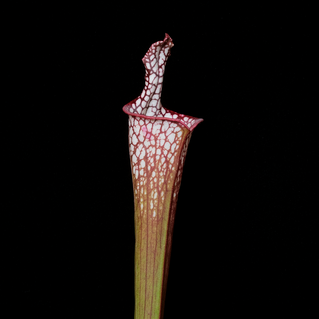 Sarracenia leucophylla 'Bris'