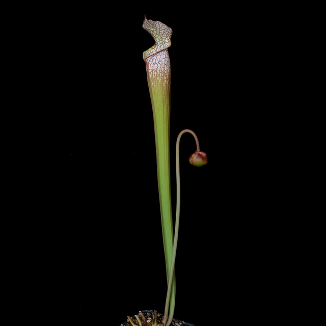 Sarracenia leucophylla Crestview, Florida