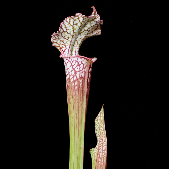 Sarracenia leucophylla