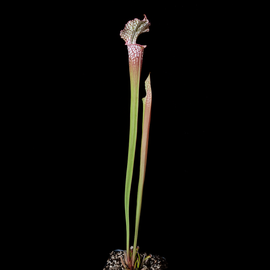 Sarracenia leucophylla