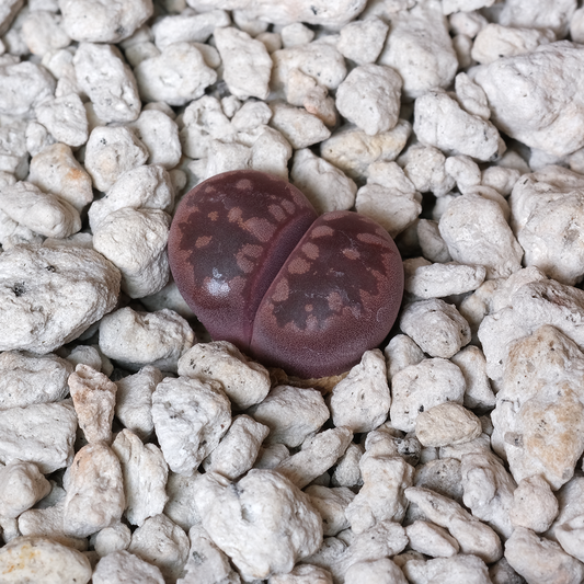 Lithops otzeniana cv. 'Český Granát'