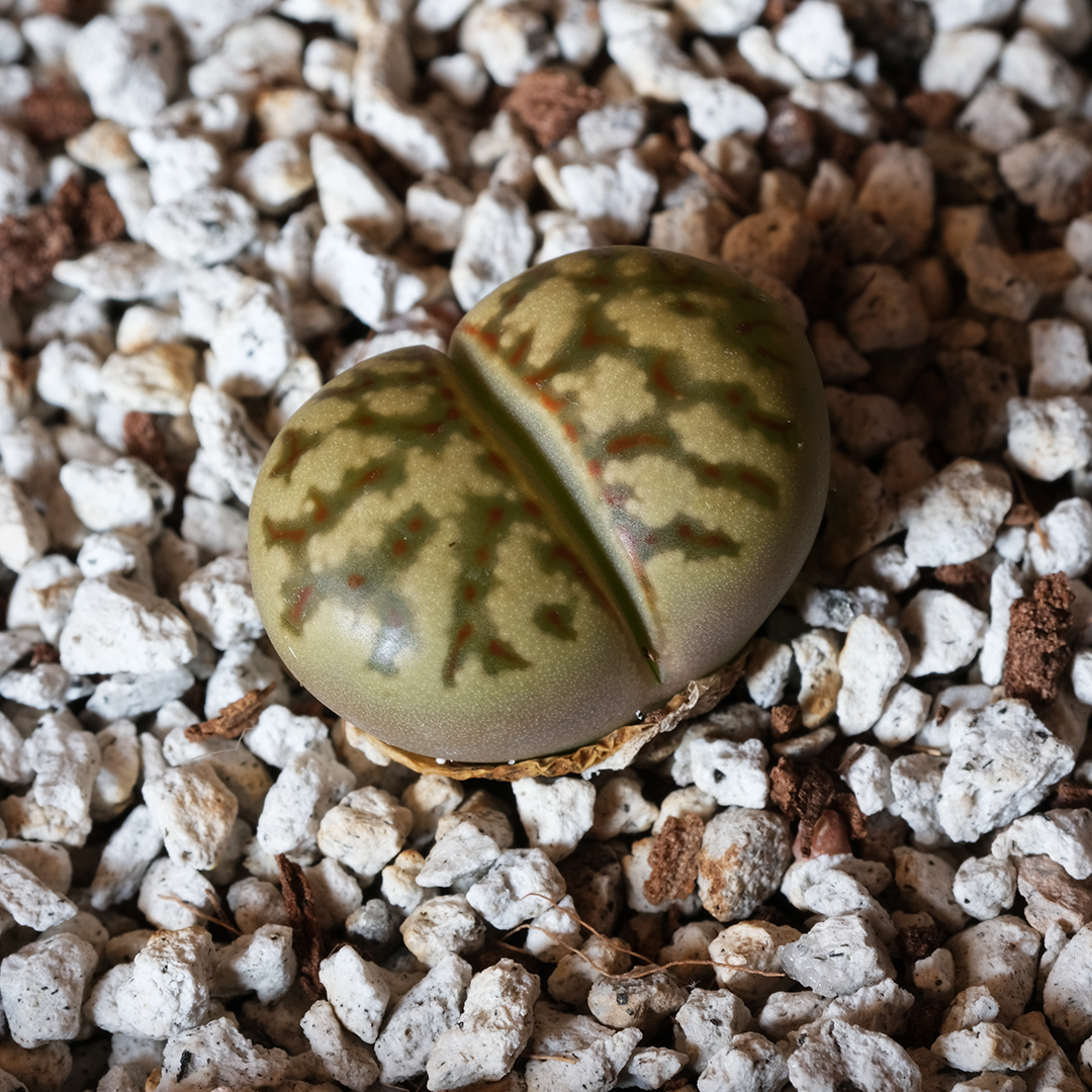Star Lithops Buy Lithops dorothae Online | Rare Plant Catalog