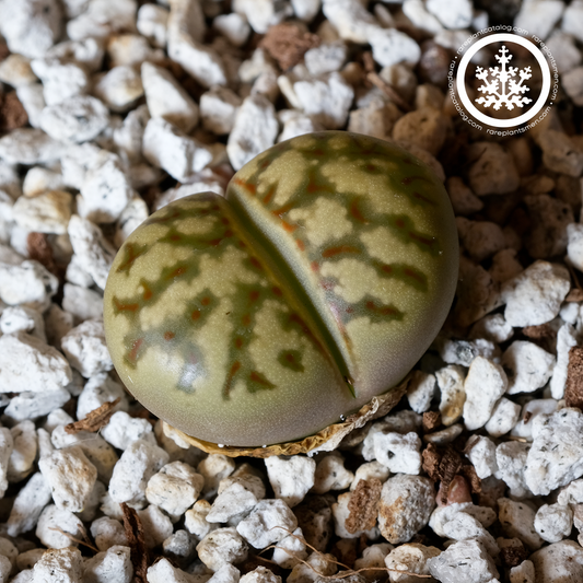 Lithops dorothae